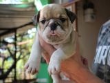 İngi̇li̇z  Buldog Yavrular