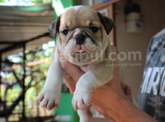 İngi̇li̇z  Buldog Yavrular görsel