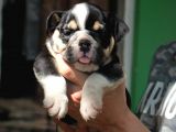İNGİLİZ  BULDOG YAVRULAR