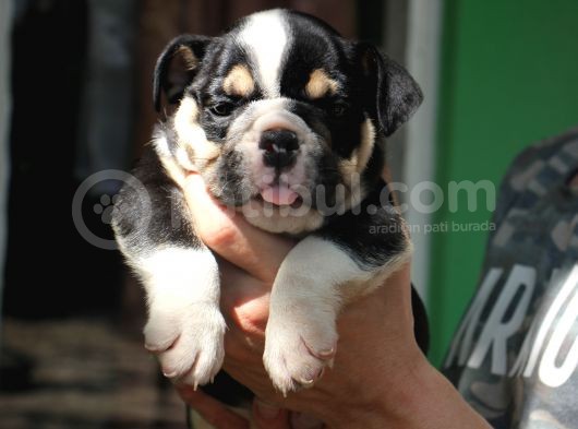 İngi̇li̇z  Buldog Yavrular