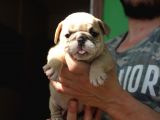 İngi̇li̇z  Buldog Yavrular
