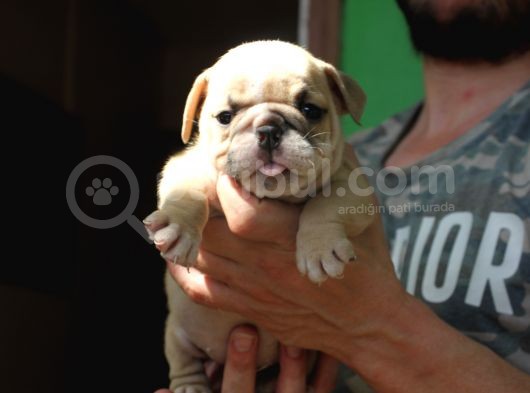 İngi̇li̇z  Buldog Yavrular görsel