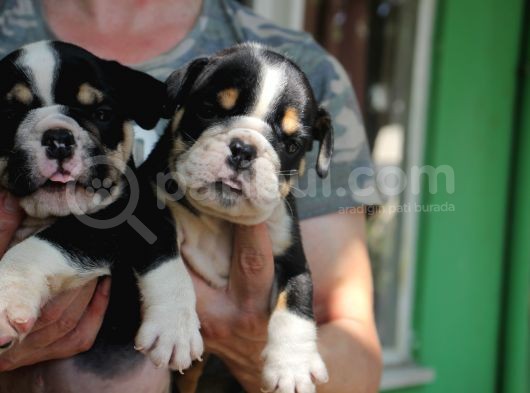 İngi̇li̇z  Buldog Yavrular görsel