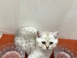 Silver Ve Lilac Yavru