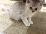 Silver ve lilac yavru