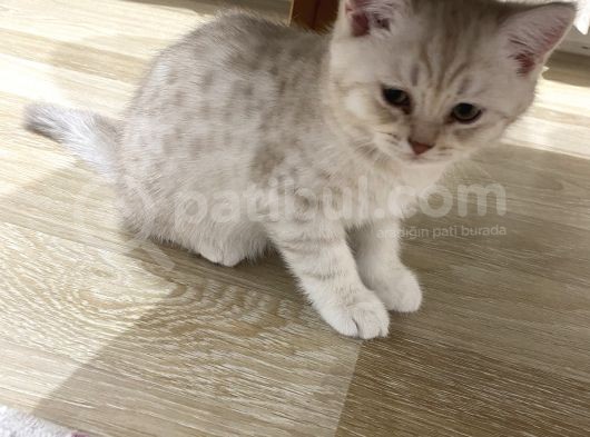 Silver Ve Lilac Yavru