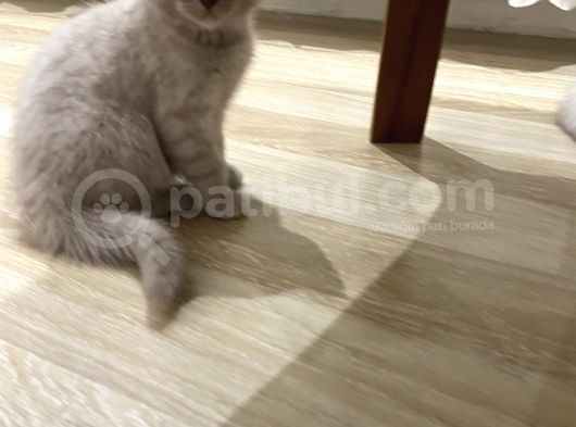 Silver Ve Lilac Yavru görsel