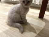 Silver Ve Lilac Yavru