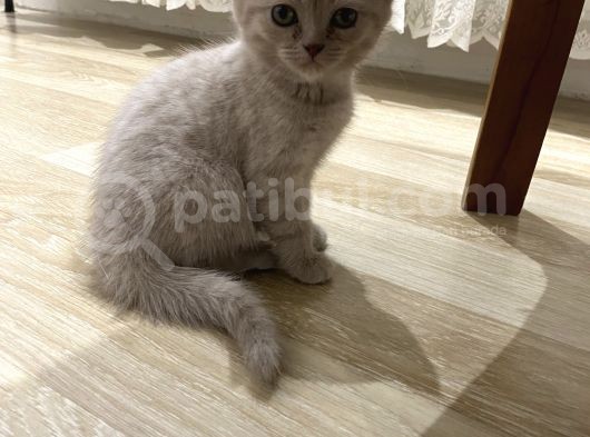 Silver Ve Lilac Yavru görsel