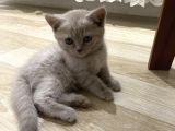 Silver Ve Lilac Yavru