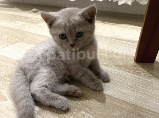 Silver Ve Lilac Yavru görsel