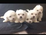 2 aylık erkek maltese yavrular