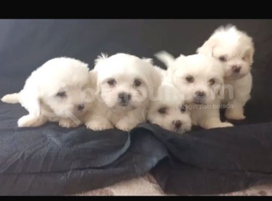 2 Aylık Erkek Maltese Yavrular