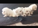 2 Aylık Erkek Maltese Yavrular