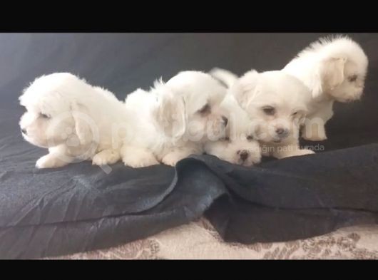 2 Aylık Erkek Maltese Yavrular görsel