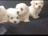 2 Aylık Erkek Maltese Yavrular