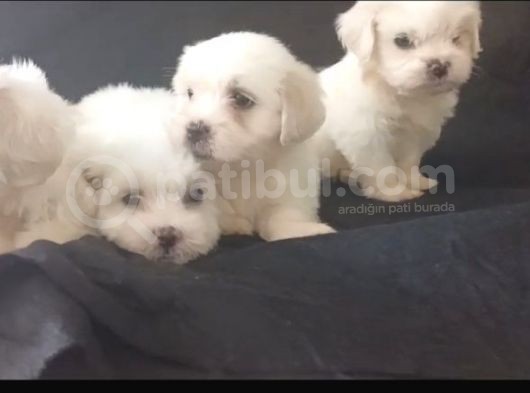 2 Aylık Erkek Maltese Yavrular görsel