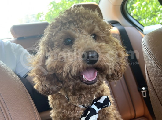 1 Yaş 2 Aylık Eğitimli Minyatür Poodle 7Kg