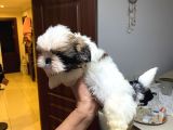 Erkek Disi Safkan Shi̇h Tzu Yavrulari