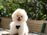 Pomeranian boo teddy face erkek yavrumuz