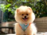 Pomeranian Boo Teddy Face Dişi Yavrumuz
