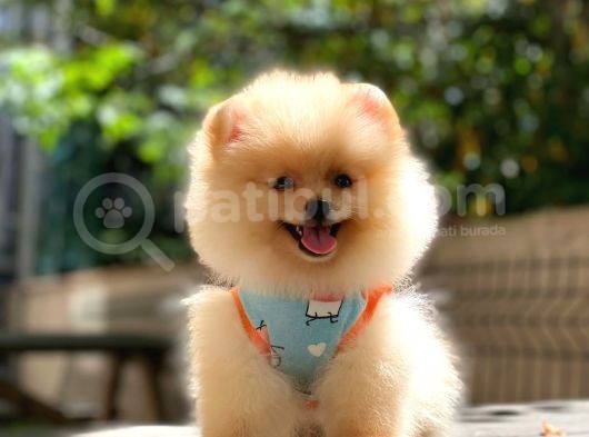 Pomeranian Boo Teddy Face Dişi Yavrumuz görsel