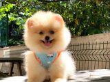 Pomeranian boo teddy face dişi yavrumuz