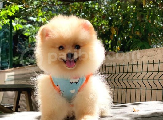 Pomeranian Boo Teddy Face Dişi Yavrumuz