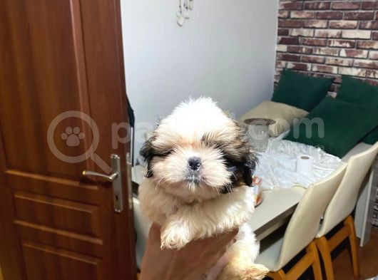 Erkek Disi Safkan Shi̇h Tzu Yavrulari görsel