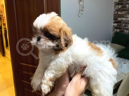 Erkek Disi Safkan Shi̇h Tzu Yavrulari görsel