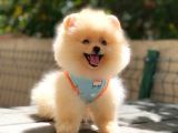 Pomeranian Boo Teddy Face Dişi Yavrumuz