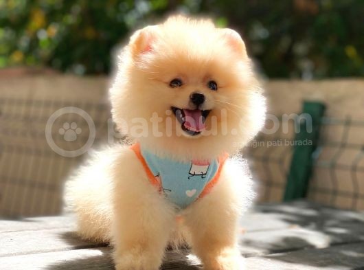 Pomeranian Boo Teddy Face Dişi Yavrumuz görsel