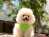 Pomeranian Boo Teddy Face Erkek Yavrumuz
