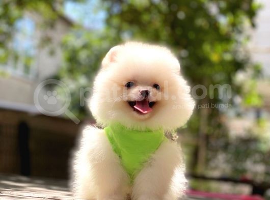 Pomeranian Boo Teddy Face Erkek Yavrumuz görsel