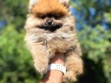 Orji̇nal Pomerani̇an Yavrumuz