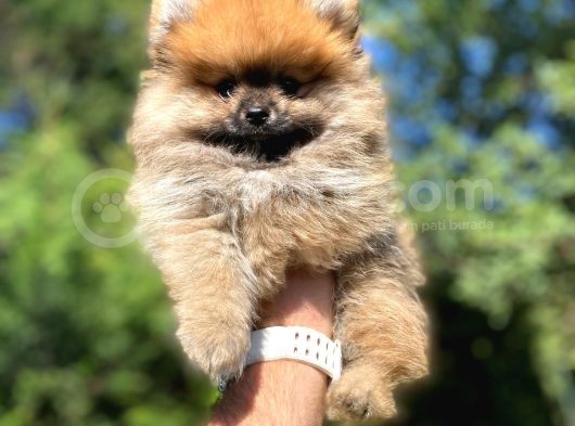 Orji̇nal Pomerani̇an Yavrumuz görsel