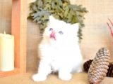 Karbeyaz Chinchilla Yavrumuz