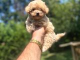 Sevi̇mli̇ Malti̇poo Yavrularimiz