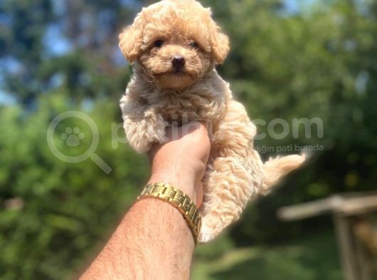Sevi̇mli̇ Malti̇poo Yavrularimiz görsel