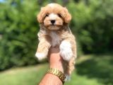 SEVİMLİ MALTİPOO YAVRULARIMIZ