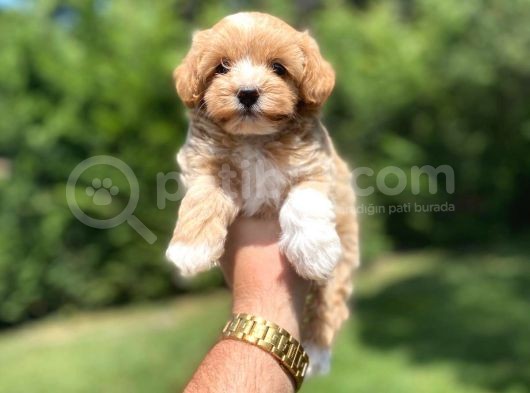 Sevi̇mli̇ Malti̇poo Yavrularimiz