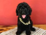 SİYAH İNCİ TOY POODLE YAVRULARIMIZ