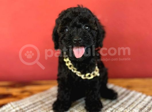 Si̇yah İnci̇ Toy Poodle Yavrularimiz