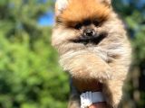 ORJİNAL POMERANİAN YAVRUMUZ