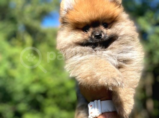 Orji̇nal Pomerani̇an Yavrumuz
