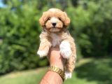 Sevi̇mli̇ Malti̇poo Yavrularimiz
