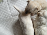 Ücretsiz Sahiplendirme Maltese Terrier