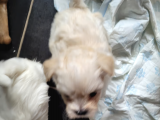 Ücretsiz Sahiplendirme Maltese Terrier