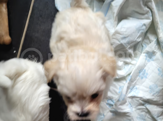 Ücretsiz Sahiplendirme Maltese Terrier görsel