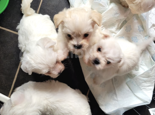 Ücretsiz Sahiplendirme Maltese Terrier